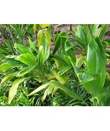 Hawaiian Green Ti Leaf Good Luck Plant 2 Logs Gs5 - £18.86 GBP