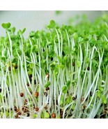 BPA 1 Oz Calabrese Sprouting Broccoli Seeds Organic Vegetable Garden Con... - £12.64 GBP