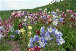 5 Seeds Columbine Dragonfly Mix Fast Sprouting Heirloom Seeds Garden Per... - £6.33 GBP