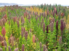 USA Organic Brilliant Rainbow Quinoa Mix Color Chenopodium Vegetable 100 Seeds - £8.78 GBP