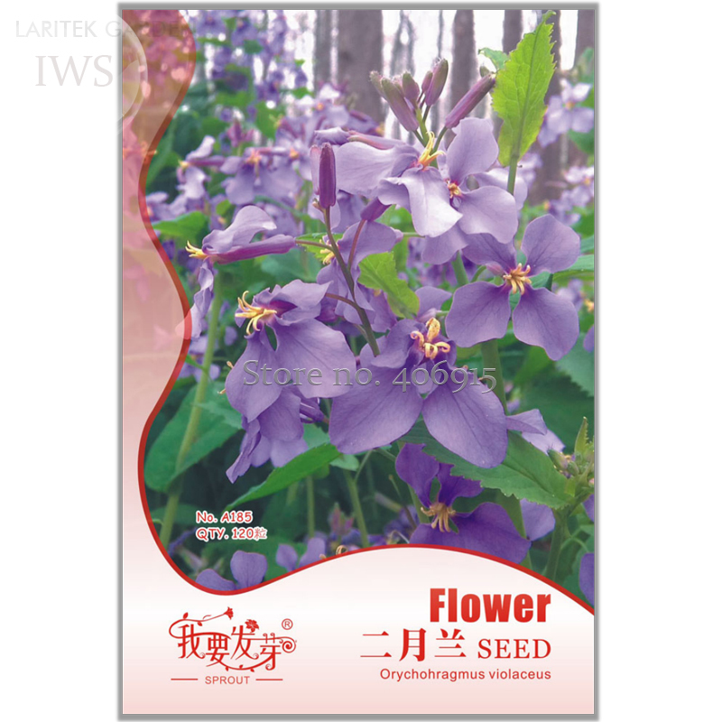 Herbs Plant February Lan Orychophragmus Violaceus Flower Seeds Pack 120 ... - $13.98