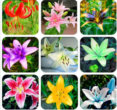 Lily Flower Seed Not Lily Bulbs Color:Mix - $9.99