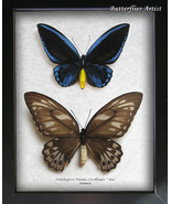 RARE Blue Birdwing Ornithoptera Urvillianus PAIR Butterflies Entomology ... - $406.13 CAD