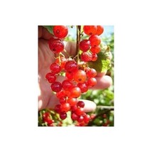 New Fresh Seeds 15 Red Currant Berry Seeds - $9.98