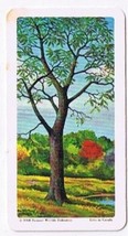 Brooke Bond Red Rose Tea Card #19 Black Walnut Trees Of North America - £0.77 GBP