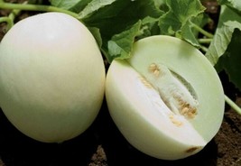 GUNEL 25 Seeds Easy To Grow Honey Globe Melon Fast Growing Sweet Tasting Farm - £6.11 GBP