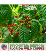 AD 10 Florida Wild Coffee Seeds Bird &amp; Butterfly Attractor Home Garden - $13.26