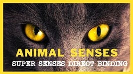 Animal SUPER Senses DIRECT BINDING sensational sight hearing strength psychic ab - $169.00