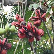 Sterculia Foetida Seeds - Exotic Wild Almond Tree, Rare Tropical Plant 3-Pack, U - £3.15 GBP
