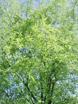 30 Flame Willow Seeds Salix Flame Fresh USA Fast Shipping - $11.90