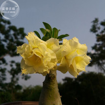 Invincible Eastern&#39; Adenium Desert Rose  2 Seeds  yellow double petals big bloom - $5.67