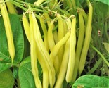 Kentucky Wonder Yellow Wax Bean Seeds (Pole Beans) Butter Golden Seed For  - $5.93