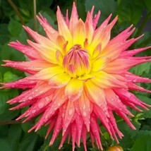 FMG Ring Of Fire Dahlia Beautiful Dahlia Flowers Seeds 20 Fast Grow - $252.09 MXN