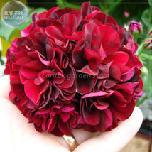 AQL Geranium PAC Tommy Dark Red Flower Seeds Professional Pack 10 Seeds big bloo - £6.52 GBP