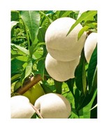 One Big 1-2 Ft White Peach Tree Ready To Plant Now New Fresh  - $49.60