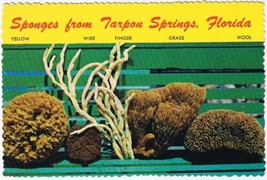 Florida Postcard Tarpon Springs Sponges Identified - £2.31 GBP