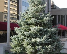 Picea Pungens Glauca (Blue Spruce) 15 seeds - $1.40