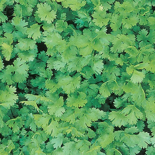 SMX Cilantro Santo Seeds 50 Indoor Gardening - Seeds & Bulbs