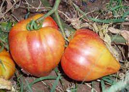 50 Seeds Orange Russian 117 Tomato Tomatoe Vegetable Garden Edible Canning - £2.73 GBP