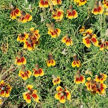 Ratibida Seed Mexican Hat Flower Seeds 10000 Seeds Fresh USA Fast Shipping - £12.68 GBP