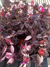 Live Potted Houseplants Tradescantia Red Gem  - £31.39 GBP