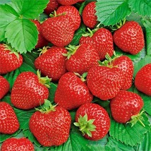 Bloomys 150 Seeds Ali Baba Strawberry Spring Perennial Heirloom Non-Gmo Fruita - £7.24 GBP