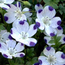 Grow In US Five Spot Unusual EyeCatching Purple Flower 125 Seeds  - £5.66 GBP