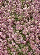 Grow In US 1000 Seeds Alyssum Sweet Dwarf Pink 4” Groundcover Fragrant Butterfli - £7.98 GBP