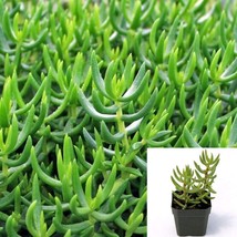 Crassula Miniature Pine Tree Jade Plant Crassula Tetragona 4Inches Pot LivePlant - £10.60 GBP