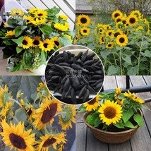 Short Stemed Bonsai Sunflowers Many Headed Flowers Seeds 15 Seeds 38Cm Tall Orna - $9.97