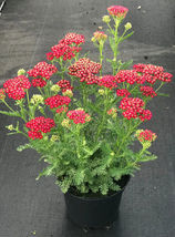 1000 RED YARROW Flower Seed Milfoil Perennial Native - £5.50 GBP