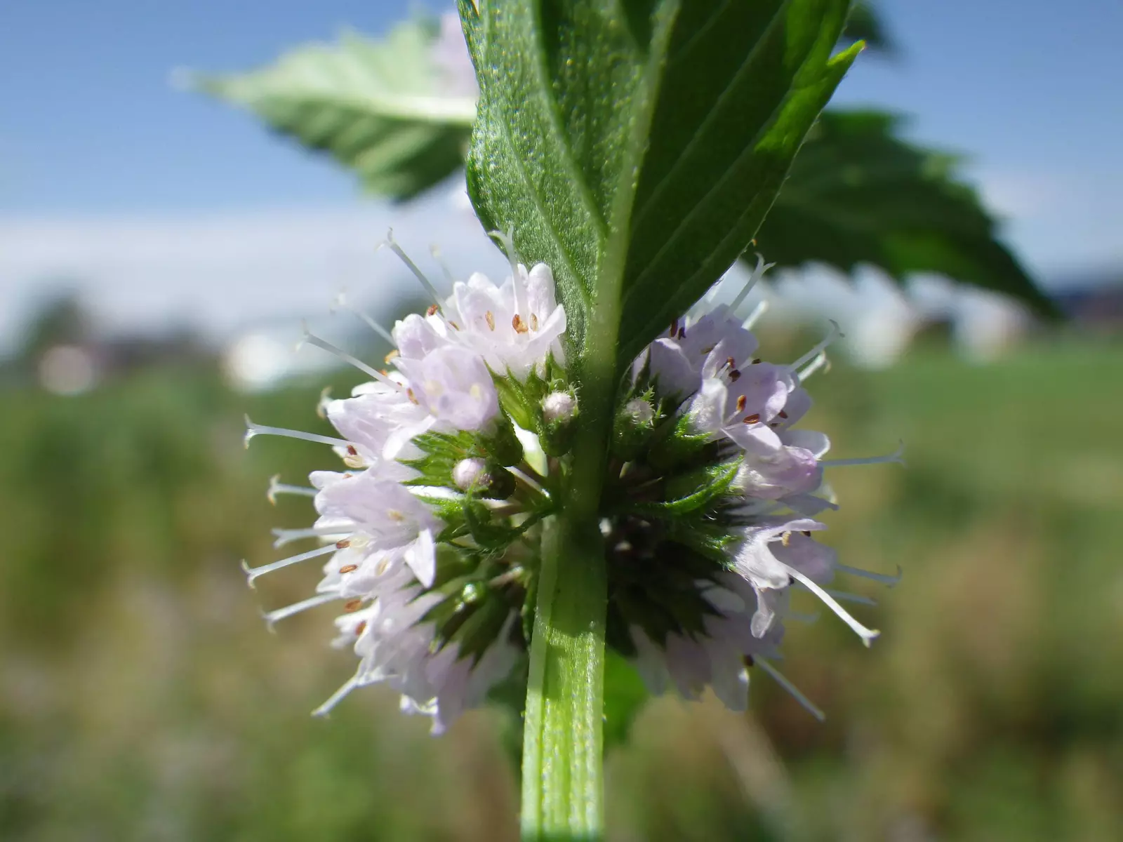 50 White Wood Mint Mentha Arvensis Wild Field Herb Flower Seeds Usa Seller - $10.60