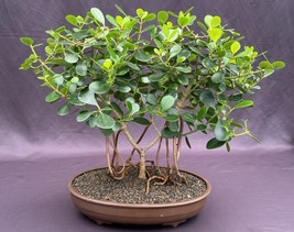 Flowering Tropical Dwarf Apple Bonsai Tree Banyan Style  (clusia rosea &#39;nana&#39;)  - £219.82 GBP