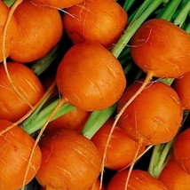 Parisian Carrot Seeds Organic New Fresh Seeds - £3.55 GBP