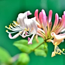 Japanese Honeysuckle Live Plant (Lonicera japonica) Purple Leaves 2&quot; Pot - $35.50