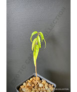 BEST MAHOGANY Swietenia Mahagoni Hardwood Caoba Wood tree 2&quot; pot plant - £27.23 GBP