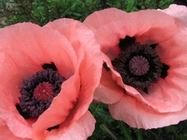 HGBO 100 Seeds Princes Victoria Louise Oriental Poppy Papaver Orientale Flower S - £6.80 GBP