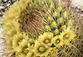 MBK California Barrel Cactus Ferocactus Cylindraceus 100 Seeds Bulk Seeds - $16.10