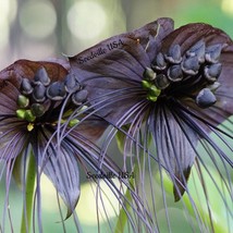 5 Black Bat Flower Cats Whiskers Devil Flower Tacca Chantrieri Flower Seeds US S - $9.45