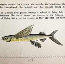 Flying Fish 1939 Salt Water Fish Gordon Ertz Color Plate Print Antique P... - $29.99