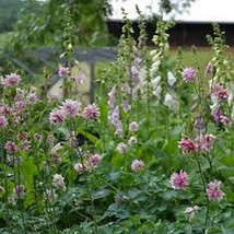 50 Pcs Nora Barlow Columbine Flower Seeds #MNSS - £11.98 GBP