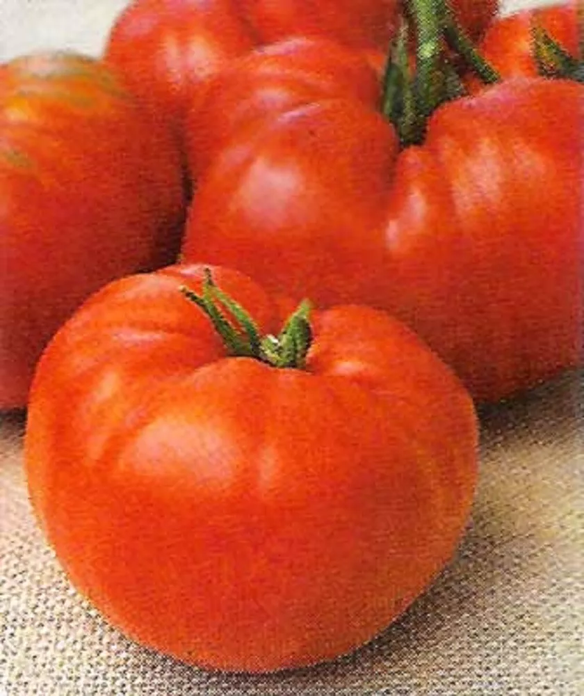 50 Seeds Shilling Giant Tomato Tomatoe Garden Canning - £4.73 GBP