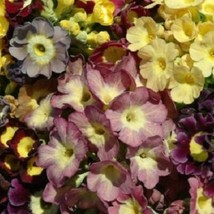 30 Viennese Waltz Mix Primula Primrose Perennial Flower Seeds Garden - £11.96 GBP