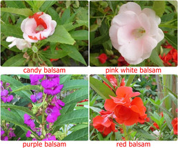 Thai Balsam Impatiens,  25 Seeds Thai Balsam Impatien flowers,Heirloom IMPATIENS - £1.84 GBP+
