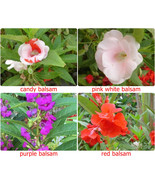 Thai Balsam Impatiens,  25 Seeds Thai Balsam Impatien flowers,Heirloom I... - $43.84 MXN+
