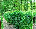 50 Seeds Blue Lake Pole Beans Fm1K Seeds Native Heirloom Vegetable Garde... - $8.99