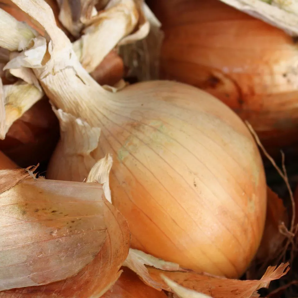 250 Seeds Texas Grano Onion NON-GMO - $4.00