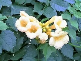 10 Seeds Yellow Hummingbird Trumpet Vine Flower Campsis Radicans Flava Climber - £13.67 GBP