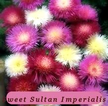 Top Quality Sweet Sultan Imperialis Mix 50 Fresh Seeds Amberboa Moschata - $2.25