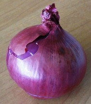 Semilir 245 Seeds Red Creole Onion Spicy Cajun Short Day Allium Cepa Vegetable F - £7.41 GBP